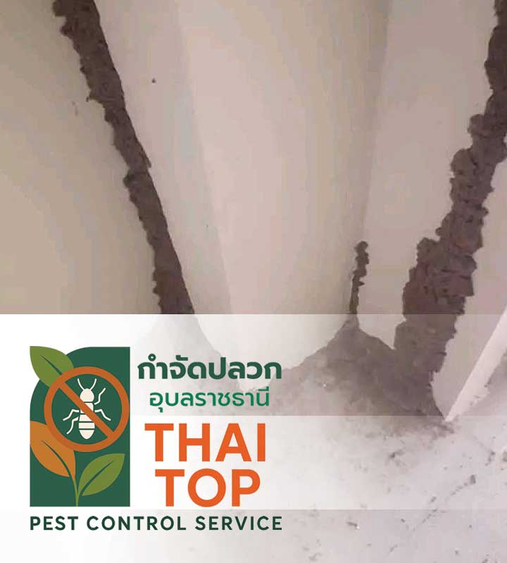 ฉีดปลวกอุบล เหมาะสำหรับใคร?