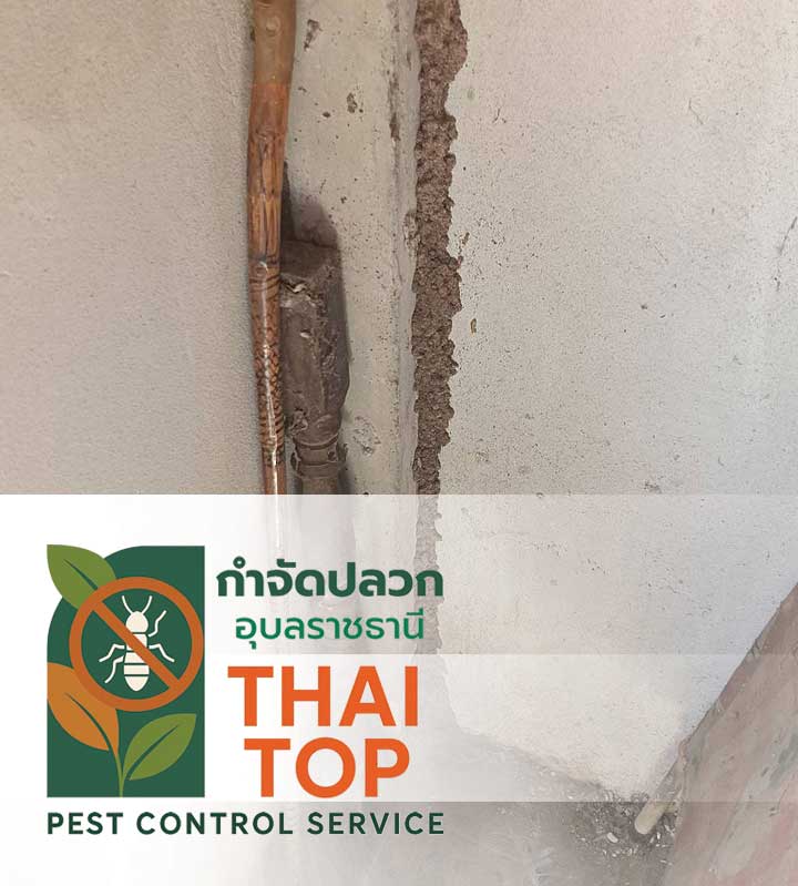 เหมาะกับใคร? (Target Audience)