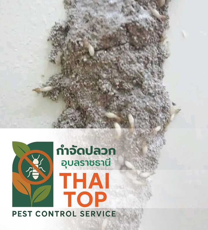 กลไกการทำงานของระบบเหยื่อล่อปลวก